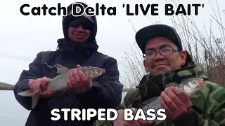 HOW TO CATCH  ' LIVE BAIT ' ... FOR DELTA STRIPERS!