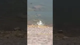 A Crocodile Eats A Dog In Front Of Its Owner While They Watch