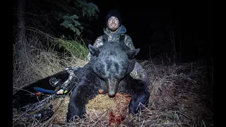 Giant Alberta Spring Black Bears