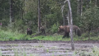 Karhu-Kuusamo - Karhuperhe rannassa