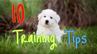 10 tips for training a Great Pyrenees