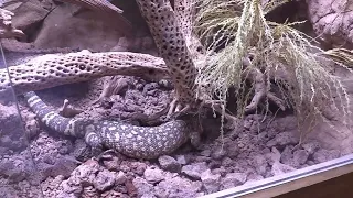 Animal World and Snake Farm zoo Full Tour 2024