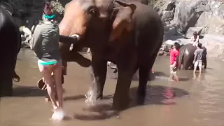 6 Unbelievable Elephant Attacks & Interactions Caught On Camera!