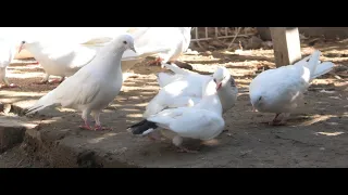 Бакинские голуби Александра Ивановича в Астрахани!