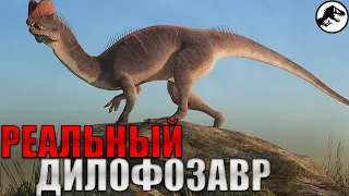 Дилофозавр-Каким Он Был На Самом ДелеПод Конец Сравнение с Дилофозавром из ПЮП и МЮП.