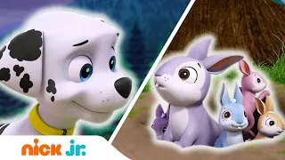 Щенячий патруль | Щенки спасают друга | Nick Jr. Россия