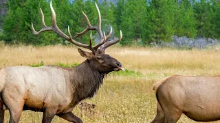 Bull Behaviors with His Harem During the Elk Rut