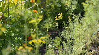 Growing Dill