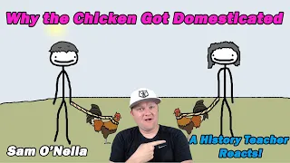 Why the Chicken Got Domesticated | Sam O'Nella | A History Teacher Reacts