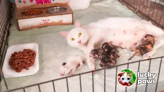 The MOTHER CAT is waiting to BREASTFEED the NEWBORN KITTENS to eat FOOD. | Lucky Paws