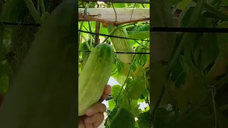 Growing cucumbers in the yard use Styrofoam box.. #shorts