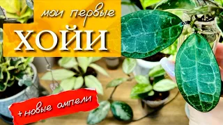 Мои первые Хойи и не только | Новые ампели в коллекции