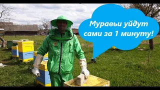 Муравьи в ульях! Что делать? Самый лёгкий способ как избавиться от муравьёв на пасеке за 1 минуту