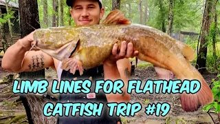 Limb Lines For Flathead Catfish On The Altamaha River Trip #19