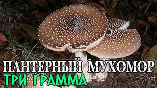 107 Первый Пантерный Трип (Архивный ролик для новых зрителей) #мухомор #микродозинг #трип