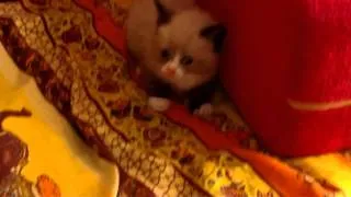 Самый прикольный котик) Funny cat)