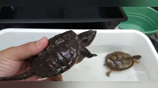 Tortugas mexicanas y su nivel de mordida - chelydra, rhynoclemys, staurotypus, apalone, Kinosternon.