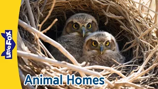 Amazing Animal Homes l Nests, Dens, Holes l How Do Animals Build Their Homes? | l Little Fox