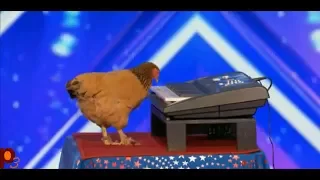 Jokgu, The Chicken that Plays Piano  @ America's Got Talent 2017