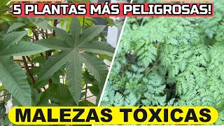 Las 5 MALEZAS Más PELIGROSAS Que Crecen En Tu JARDÍN o Macetas! | Plantas Tóxicas