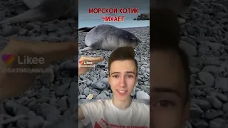 как чихает морской котик он не чихает а пердит