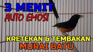 3 menit auto emosi✅✅ KRETEKAN DAN TEMBAKAN MURAI BATU FULL ISIAN✅