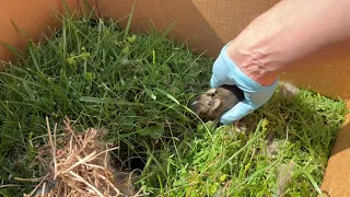 Baby Rabbits 2024 - 4/28/2024 - Probably Day 9