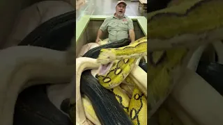 20ft Python Bit The Cameraman! 😱 🐍