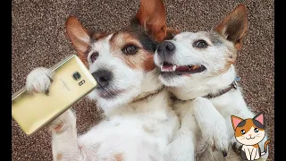 Смешные видео с животными🐕 Приколы с животными 😸Лучшие приколы 2023 #49