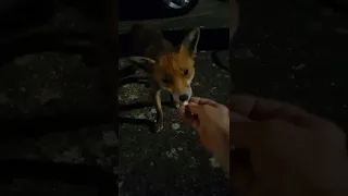 Urban fox hand fed