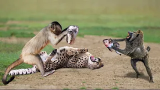 Unbelievable!!! Mother Monkey Save Fail Her Baby From Leopard Hunting, Baboon, Gorilla, Cheetah