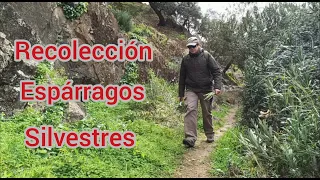 Búsqueda y recolección de espárragos silvestres