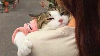 Adorable CATS show affection for their human friends in cute series of videos - Cat Shows Love