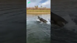 олени сцепились рогами,без добрых людей ни как