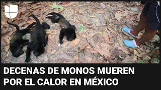 Hallan a más de 80 monos muertos en medio de altas temperaturas en México