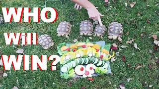 Battle Of The Tortoises: Thanksgiving Feast Showdown!