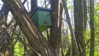 Чим треба намазати ловушку для бджіл. Все дуже просто.