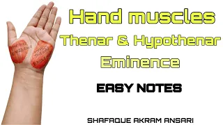 Muscles of the Hand - Anatomy tutorial