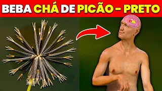 BEBA CHÁ DE PICÃO-PRETO | 10 EFEITOS COMPROVADOS