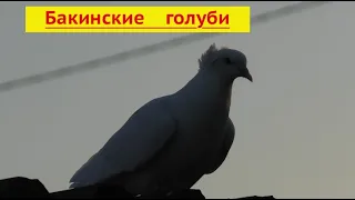 Поймал чужого голубя! Ищем хозяина!