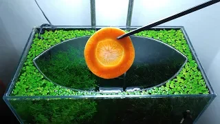 24th Month – (Carrot Feeding Frenzy) NO filter, NO CO2, NO Ferts 5 Gallon Nano Tank