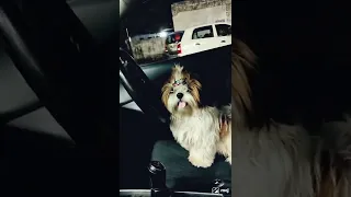 Noddy loves car ride #car #carride #shihtzu #dog #shihtzupuppies #cars #puppy #puppies #shihtzupup