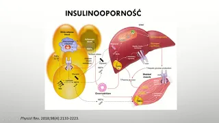 Insulinooporność-przyczyna czy skutek otyłości? - dr hab. n. med. Alina Kuryłowicz, prof. IMDiK PAN