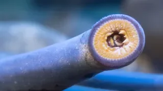 The Pacific lamprey: your ancient neighbor