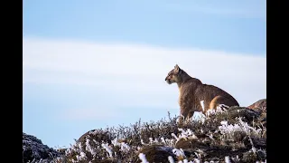 Pumas - Legends of the Ice Mountains - Trailer 2021