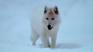 Арктика  Тундра  Гренландия особенности выживания животных Arctic Tundra Greenland , animal survival