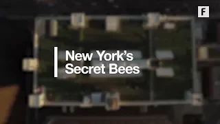 Hidden Rooftop Farms Are Saving The Honeybee