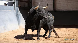 SORTEO | Toros de Juan Pedro Domecq, corrida toros 29 mayo