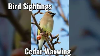 Bird Sightings - Cedar Waxwing