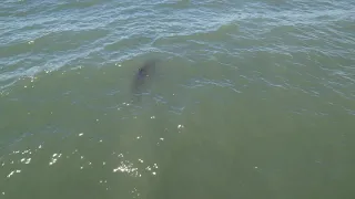 Santa Cruz Great White Shark near shore 6 12 2021